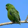 Cobalt-rumped parrotlet(Forpus xanthopterygius)