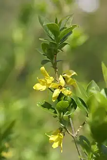 Flowering, April, Tokyo