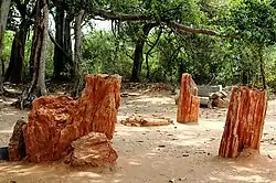 Fossil Inside the National Fossil Wood Park