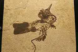 An unidentified fossil bird from FBNM, in the collections of the Field Museum