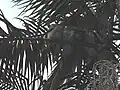 Group of four tawny frogmouths