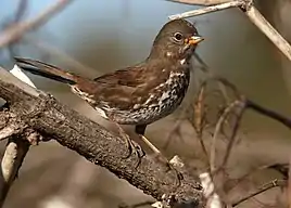 Sooty Fox Sparrow