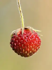 Fruit (In Estonian these strawberries are called muulukas)