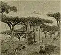 Frankincense and Adenium trees photograph by Forbes