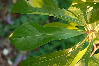 Leaf closeup