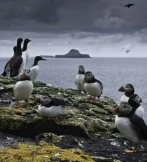 Image 13Puffins and guillemots on Lunga in the Treshnish Isles, with Bac Mòr (known as Dutchman's Cap for its distinctive shape) in the backgroundCredit: Simaron