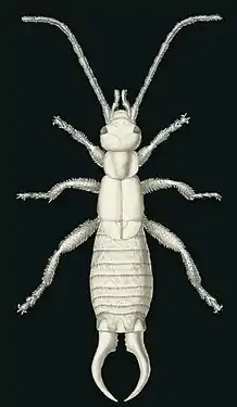 Earwig