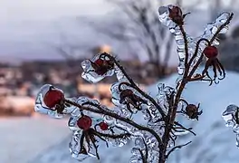 Freezing rain in Quebec City, Canada