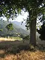 Vineyards in the Cupertino Hills