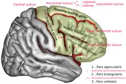 Lateral surface of right frontal lobe. Precentral sulcus is labeled by * and **.