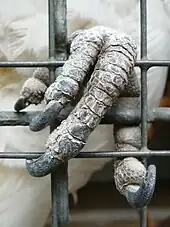 Closeup of a cockatoo's left foot grasping the wires of a cage. The foot is covered with grey-scaly skin and has four toes each with a dark grey curved claw