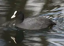 Coot