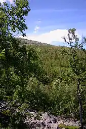 Forest on the slopes of Fulufjället