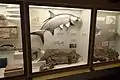 Fish on display, with the center exhibit showing a fossil and a model of a tarpon