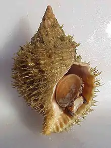 A light brown shell, covered with gray-brown bristly periostracum.