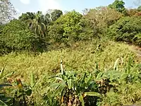 Rural landscape