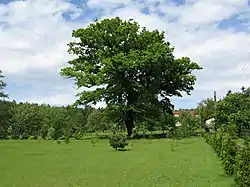 More-than-200-year-old oak