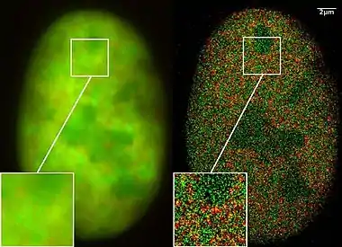 Super-resolution microscopy: Co-localization microscopy (2CLM) with GFP and RFP fusion proteins (nucleus of a bone cancer cell) 120.000 localized molecules in a wide-field area (470 µm2) measured with a Vertico-SMI/SPDMphymod microscope