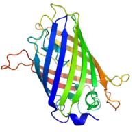 A ribbon diagram of green fluorescent protein resembling barrel structure.