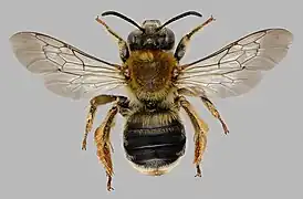 Model: Female longhorn bee, Eucera longicornis