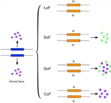 Image 9This figure shows a simplified version of loss-of-function, switch-of-function, gain-of-function, and conservation-of-function mutations. (from Mutation)