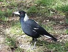 G. t. dorsalis, femaleThe plumage at the nape is a starker white in males