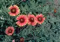 firewheel (Gaillardia pulchella)