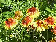 Gaillardia