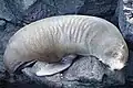 Galápagos Sea Lion napping between hardened lava formations