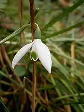 Flower with quite large green markings