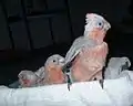 Young galatiels