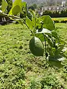 Citron growing in Uttarakhand,