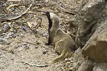 Brown and black mustelid on rocks