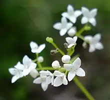 Galium uliginosum