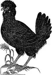 Paduan Hen