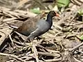 Everglades National Park