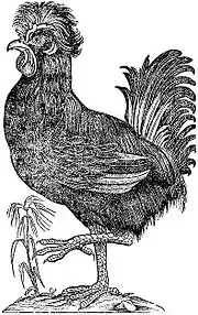 Paduan Rooster