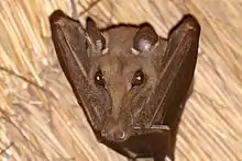 A brown bat with a large snout