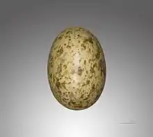 Egg