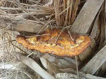 Growing on a sabal palm in Manatee County, Florida