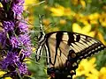 Penn State Schuylkill students and employees maintain a certified pollinator-friendly garden, which boasts native plants to promote pollinator health.