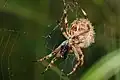 Garden Orbweaver with beetle prey caught in its web