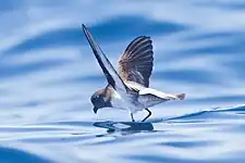 Grey-backed storm-petrel