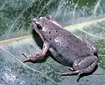 Great Plains narrow-mouthed toad (Gastrophryne olivacea)