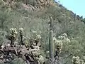 Sonoran Desert vegetation at Gates Pass.