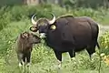 Gaur