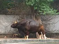 Gaur