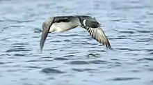 Common loon flying exhibiting the typical flight profile of a Gavia species