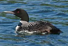 The common loon, Minnesota's state bird.