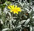 Gazania rigens var. leucolaena has grey-white felted leaves, and yellow flowerheads without dark markings